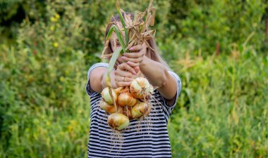 Kadın çiftçi ellerinde soğan tutuyor. hasat