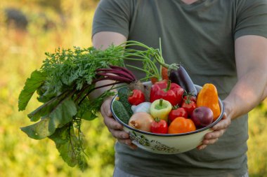 Bir adam taze toplanmış sebzeleri bir kasede tutar. Seçici odak.