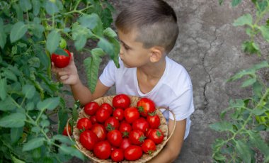 Bir çocuk domates topluyor. Seçici odak.