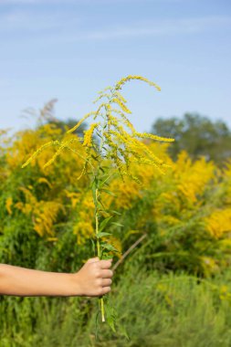 Erkek Ambrosia alerjisi. Seçici odak.