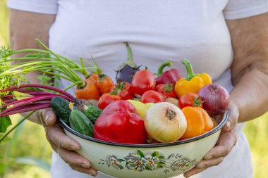 Bahçedeki yaşlı kadın elinde taze sebzelerle kasede. Seçici odak.