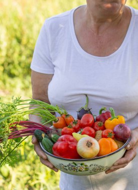 Bahçedeki yaşlı kadın elinde taze sebzelerle kasede. Seçici odak.