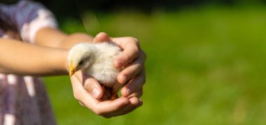 Bir kız elinde bir çiftlikte tavuk tutuyor ve kırsalda tarım eğitimi alıyor.