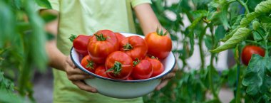 Bahçede domatesli çocuk, ekolojik ürün. Seçici odak