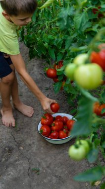 Bahçede domatesli çocuk, ekolojik ürün. Seçici odak