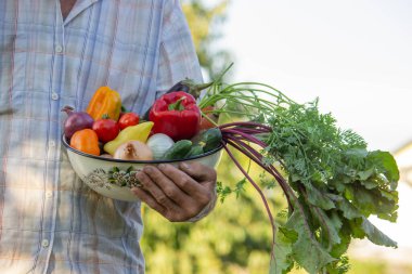 Çiftçi bahçede bir kase sebze tutuyor. Seçici odak.