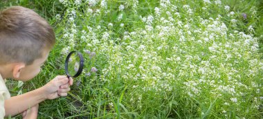Çocuk büyüteçten çiçeğe bakıyor. seçici odak.