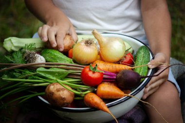 Çocuk bir kase sebze tutuyor, bahçeden hasat ediyor. hasat