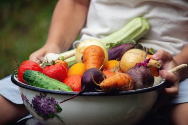 Çocuk bir kase sebze tutuyor, bahçeden hasat ediyor. hasat