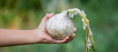Çocuk elinde bir soğan tutuyor. hasat.