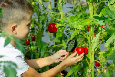 Çocuk büyüteçle domatese bakıyor. Seçici odak.