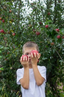 Elma bahçesinde bir sepet elmayla bir çocuk. Seçici odak.