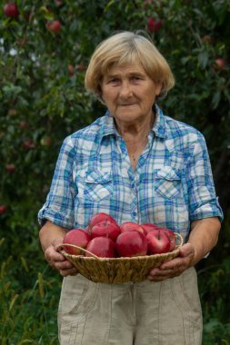 Yaşlı bir kadın bahçede elma tutuyor. Seçici odak.