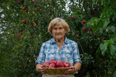 Yaşlı bir kadın bahçede elma tutuyor. Seçici odak.