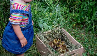 Küçük bir çocuk küçük ördek yavrularıyla oynuyor. yaz zamanı
