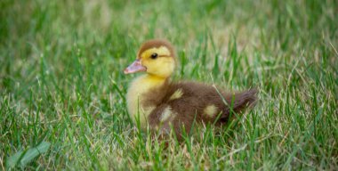 Küçük bir çocuk küçük ördek yavrularıyla oynuyor. yaz zamanı
