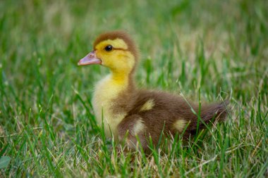 Küçük bir çocuk küçük ördek yavrularıyla oynuyor. yaz zamanı