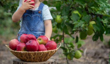 Küçük kız bahçede bir elma yiyor. Seçici odak.