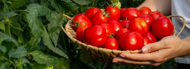 Elinde taze domates tutan dişi çiftçi. Seçici odak.