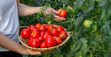 Elinde taze domates tutan dişi çiftçi. Seçici odak.