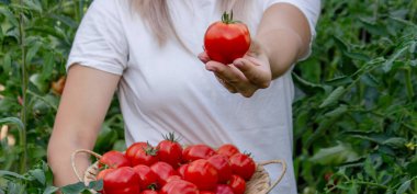 Elinde taze domates tutan dişi çiftçi. Seçici odak.