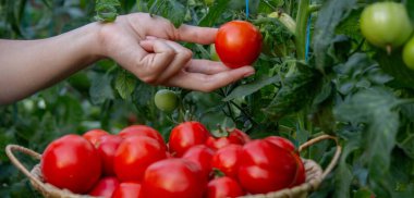 Elinde taze domates tutan dişi çiftçi. Seçici odak.