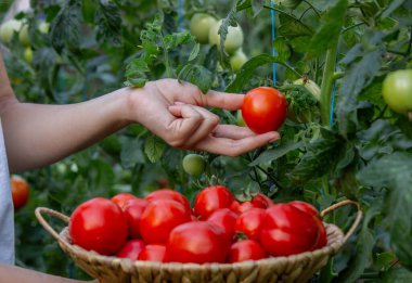 Elinde taze domates tutan dişi çiftçi. Seçici odak.