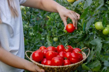 Elinde taze domates tutan dişi çiftçi. Seçici odak.