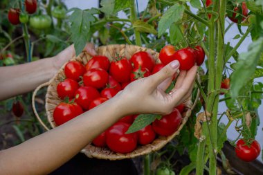Elinde taze domates tutan dişi çiftçi. Seçici odak.
