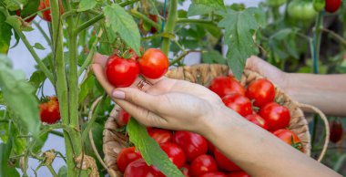 Elinde taze domates tutan dişi çiftçi. Seçici odak.