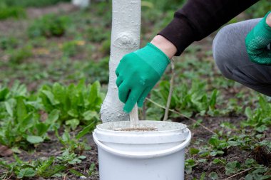 Baharda bir adam bahçede ağaçları beyazlatır. Seçici odak.