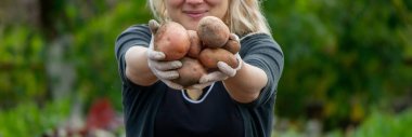 Bir dişi çiftçi hasat edilmiş patatesleri elinde tutar. Organik patates hasat ediyorum. Tarım ve tarım