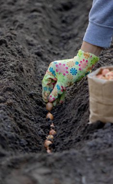 Sonbahar soğanı eken bir kadın. Seçici odak