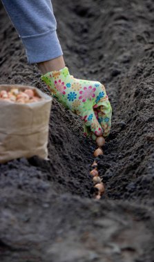 Sonbahar soğanı eken bir kadın. Seçici odak