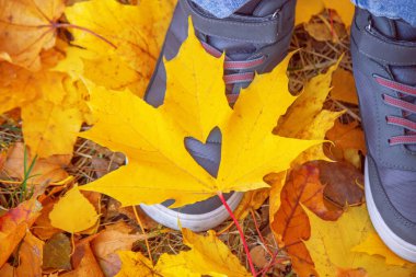 Sonbahar yaprakları üzerinde. Güzel mevsim sonbahar.