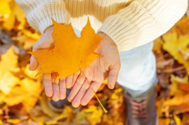 Güzel sonbahar akçaağaç yaprağı ellerinde. Sonbaharın güzel mevsimi