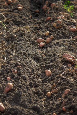 Bahçedeki patates hasadının yakın çekimi.