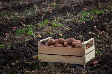 Patates hasadı, tahta bir kutuda patates.