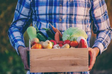 Bahçede sebze tutan çiftçi. ev yapımı sebzeler
