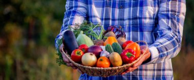 Bahçede sebze tutan çiftçi. ev yapımı sebzeler