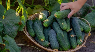 Elinde salatalık sepeti olan küçük bir çocuk. Seçici odak.