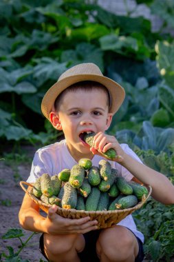 Elinde salatalık sepeti olan küçük bir çocuk. Seçici odak.