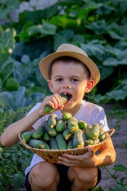 Elinde salatalık sepeti olan küçük bir çocuk. Seçici odak.