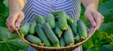 Serada salatalık toplayan dişi çiftçi. Seçici odak.