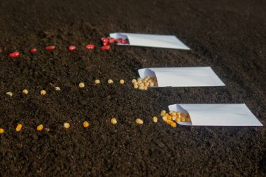 Tohum ekme: Gelecek Hasat İçin Çeşitli Ürünler. Seçici odak.