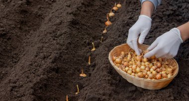 Soğan ekme: Gelecek Hasat İçin El İşi. Seçici odak.
