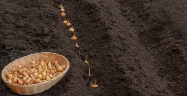 Soğan ekme: Gelecek Hasat İçin El İşi. Seçici odak.