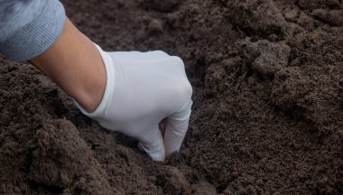 Soğan ekme: Gelecek Hasat İçin El İşi. Seçici odak.