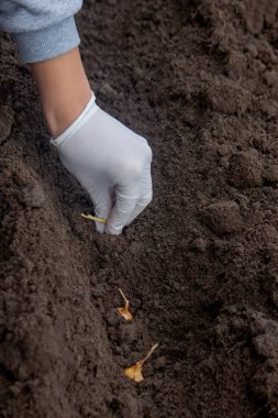 Soğan ekme: Gelecek Hasat İçin El İşi. Seçici odak.