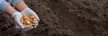 Soğan ekme: Gelecek Hasat İçin El İşi. Seçici odak.